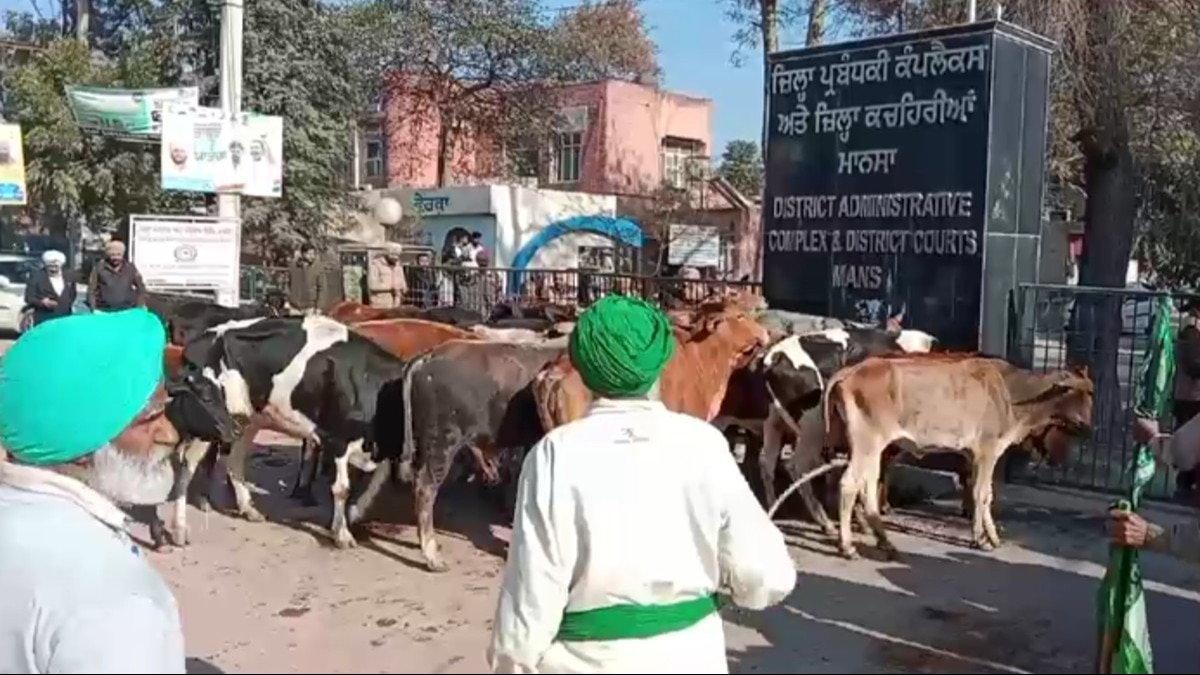 छुट्टा जानवरों का आतंक