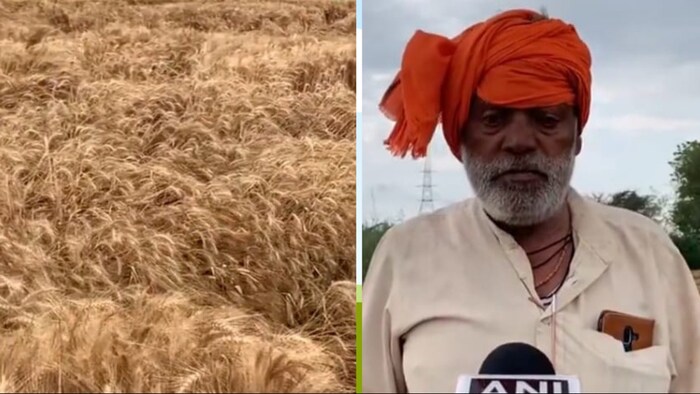 यूपी में बेमौसम हुई बारिश और ओलावृष्टि से गेहूं की फसल को काफी नुकसान (Photo-ANI UP)