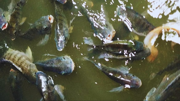 मछलियों के लिए बेहद खतरनाक है ये बीमारी