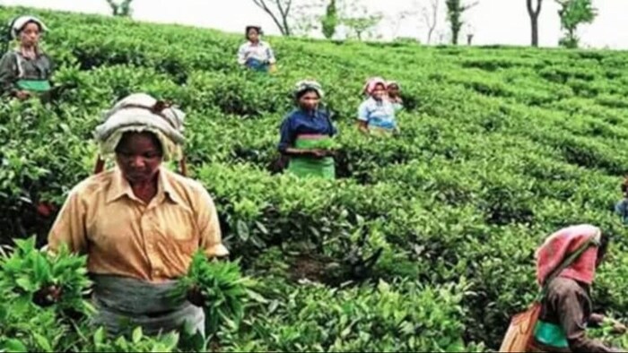 संघर्ष और तनाव के चलते भारतीय ट्रेडर्स ने चाय और चावल का निर्यात रोक दिया है.