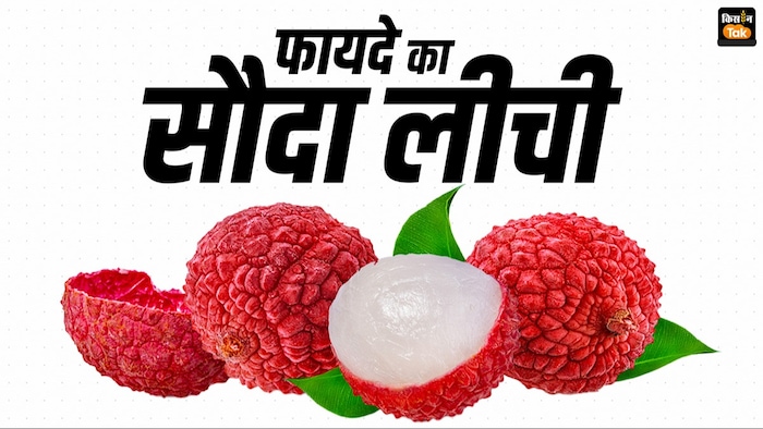 लीची की खेती से बंपर कमाई