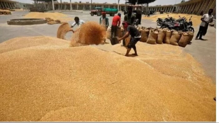 हरियाणा में सबसे ज्यादा खरीदा गया गेहूं