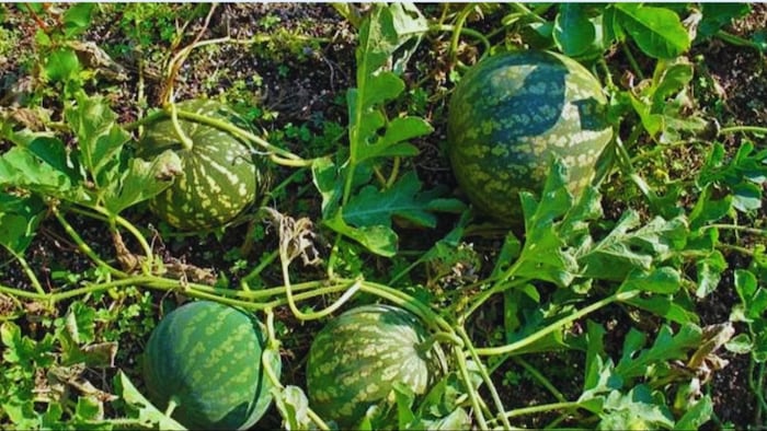 मतीरा तरबूज