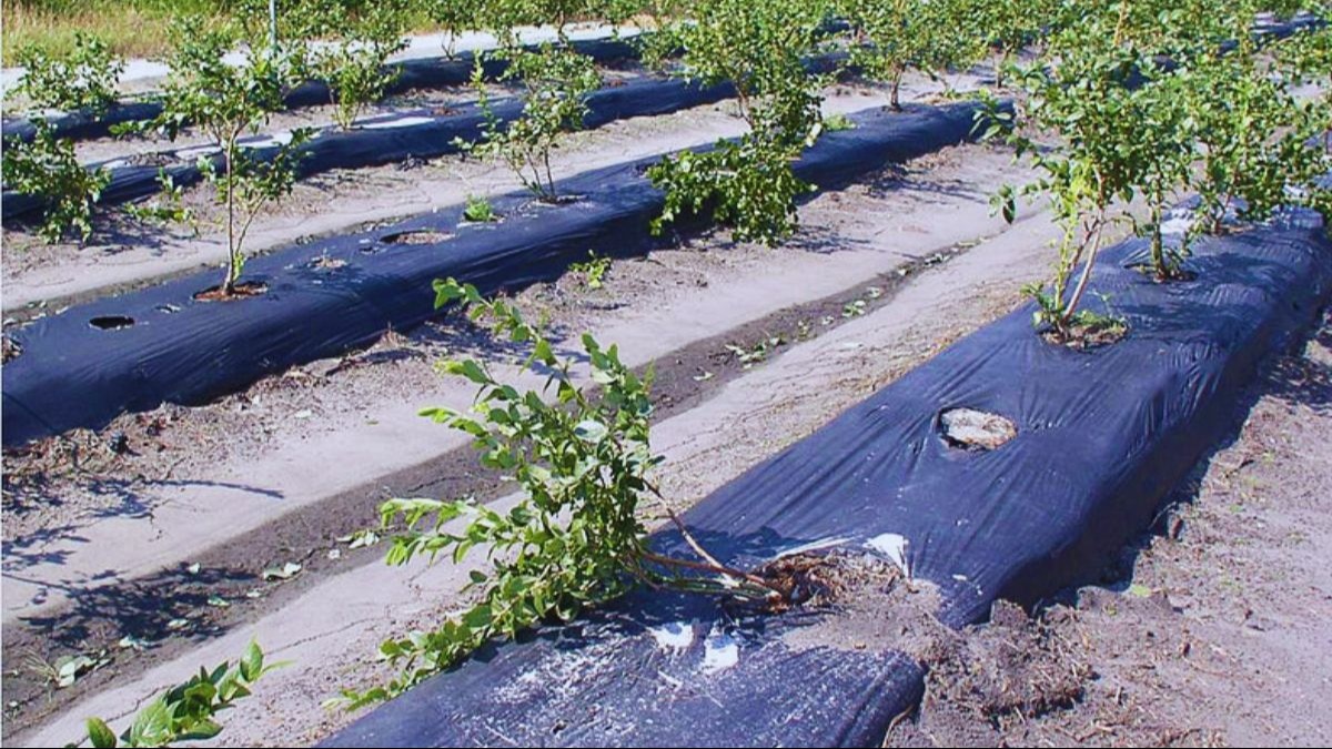 खेतों में लगाएं प्लास्टिक शीट