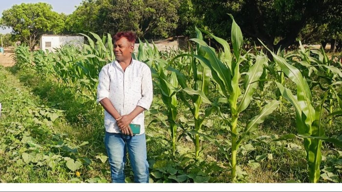 अयोध्या के किसान शोभाराम की मक्के की फसल