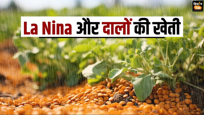 ला नीना से बेहतर बारिश क्या दलहनी फसलों के लिए आफत बनेगी