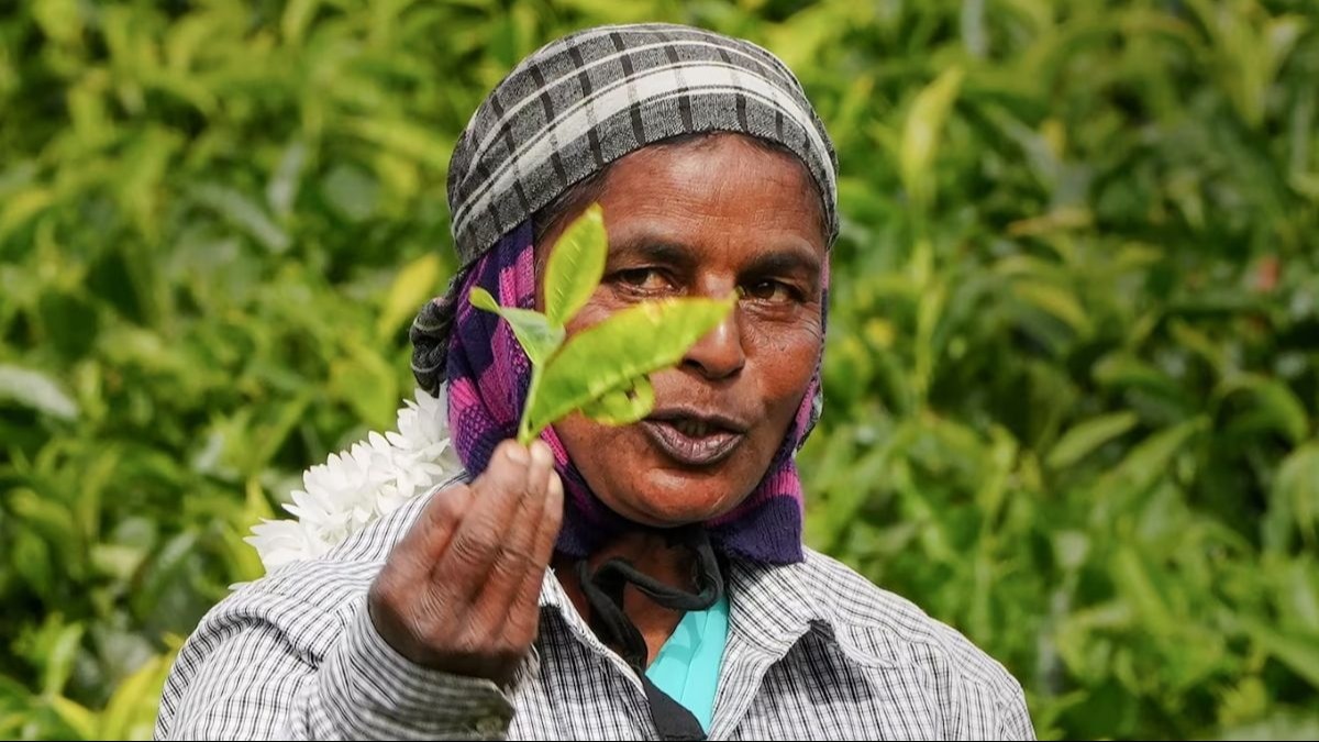 संकट में दार्जिलिंग चाय उद्योग (सांकेतिक तस्वीर)