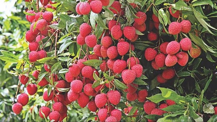 शाही लीची