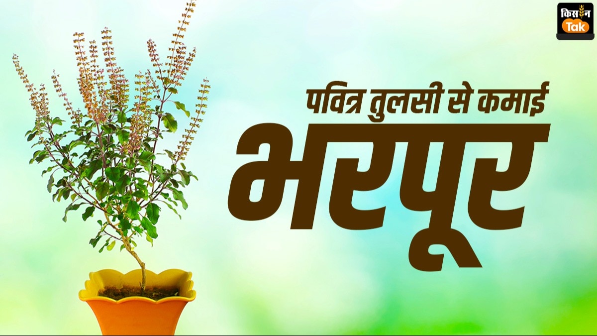 Basil cultivation: कम खर्च में तुलसी से कमाई करें भरपूर, जानें किस्में और खेती के आसान तरीके