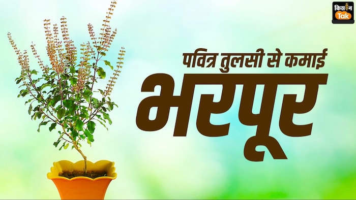 तुलसी की खेती से किसान पा सकते हैं अच्छी कमाई