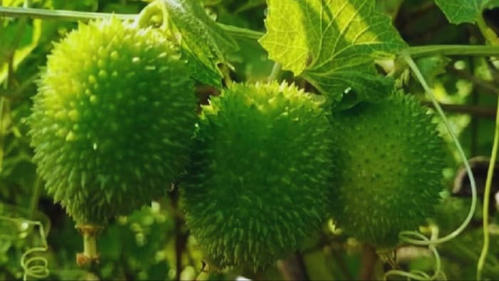 जंगली सब्जी