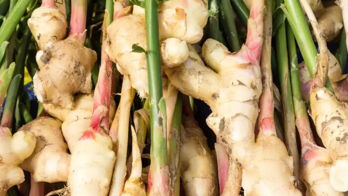 क्या है मैंगो जिंजर और कैसा होता है इसका स्वाद