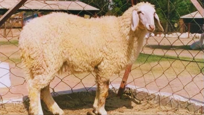 एक साथ तीन-चार बच्चे देती है ये भेड़