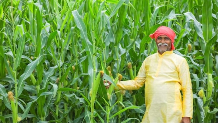 मक्का की बुवाई हल के पीछे उठी हुई मिट्टी की लाइनों में करनी चाहिए.