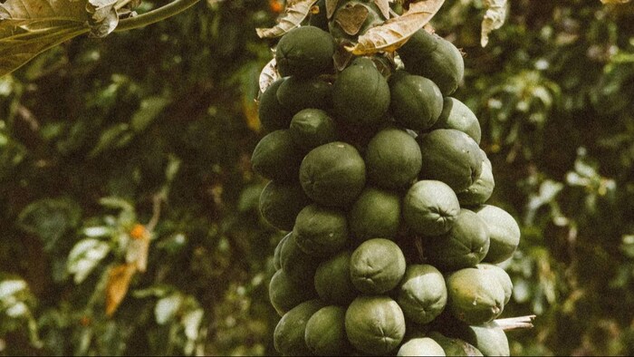 पपीते की इस किस्म से हुआ किसान का फायदा