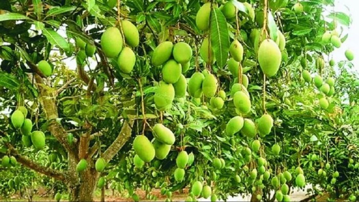 दशहरी आम