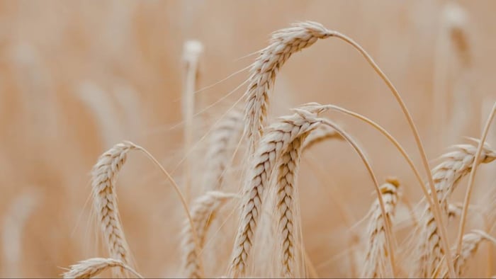 पंजाब में गेहूं की उपज में हुआ तीन फीसदी का इजाफा