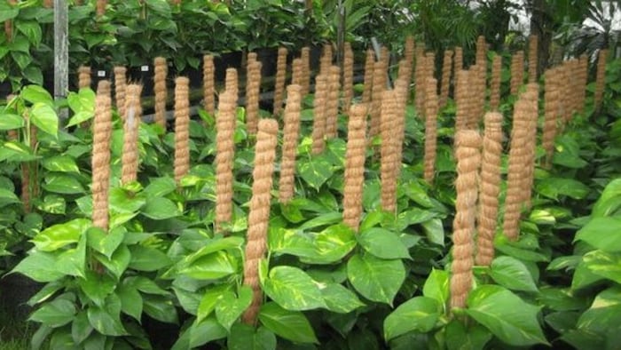 क्या है मॉस स्टिक और इसकी खासियत?