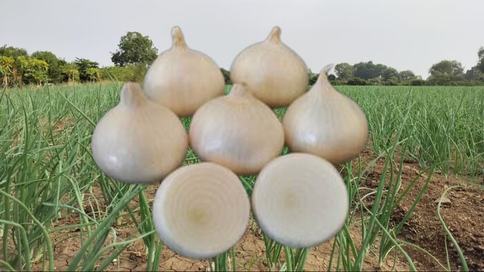 सफेद प्याज का होगा एक्सपोर्ट.