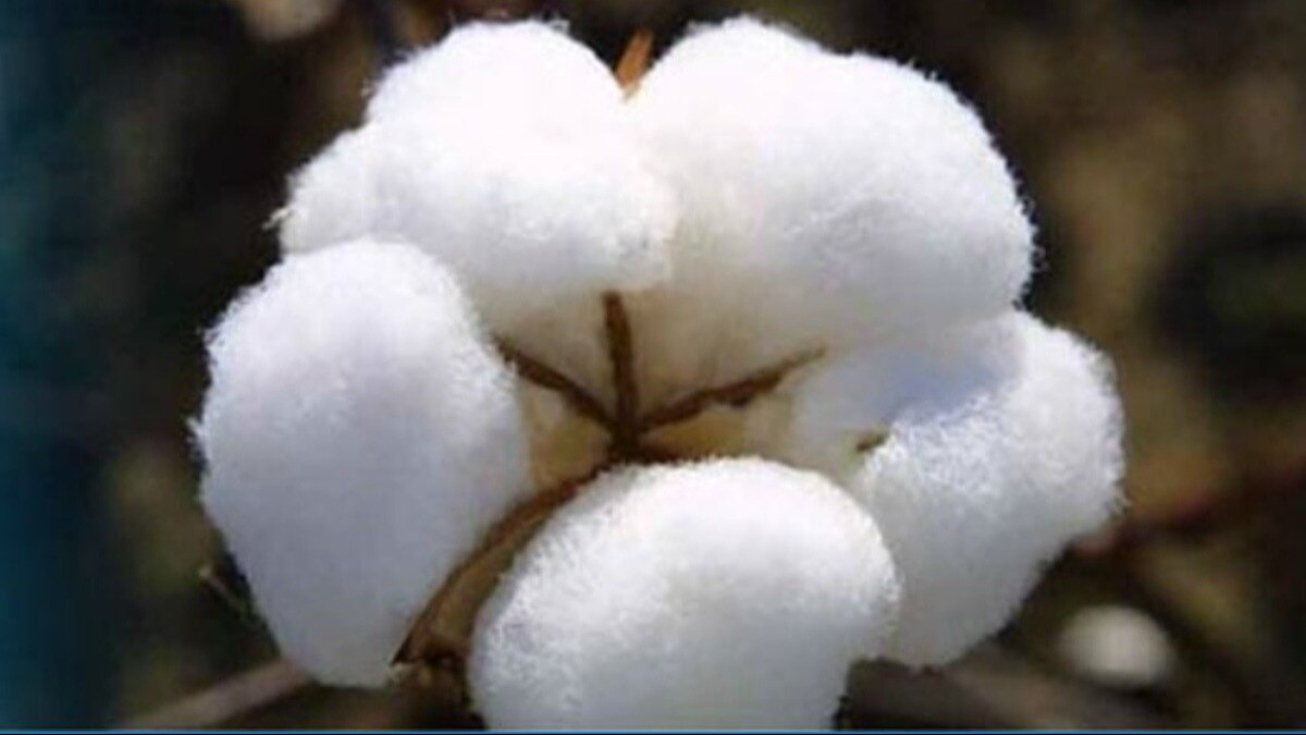 कपास का मंडी भाव