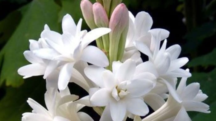 रजनीगंधा की खेती में करें इन खादों का इस्तेमाल