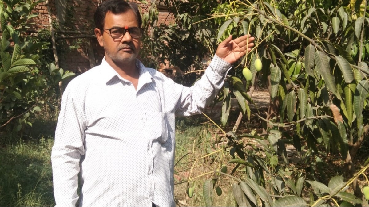 ढाई लाख रुपये कीमत वाले आम की खेती कर रहा यूपी का किसान, जानिए इसकी खासियत
