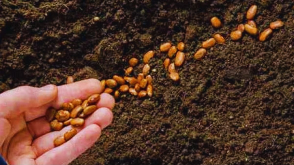 International Seed Day: अंतरराष्ट्रीय बीज दिवस क्यों मनाया जाता है? क्या है असली वजह?