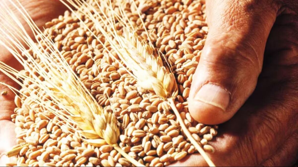 इस साल बंपर गेहूं खरीद की है उम्मीद, मंडियों में पहुंचा 70 लाख टन से अधिक अनाज, जानें सरकार का प्लान