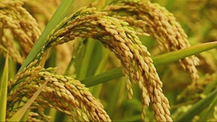 धान की किस्में