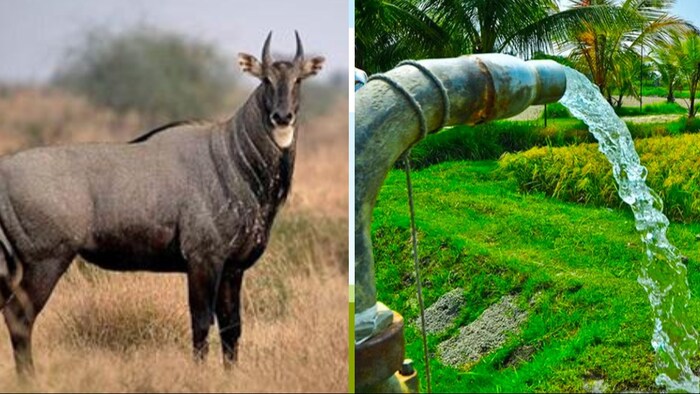 नीलगायों के आतंक से किसानों की फसलों को काफी नुकसान होता है. (Photo-Kisan Tak)