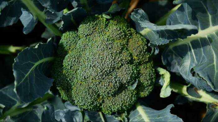 ब्रोकोली की खेती