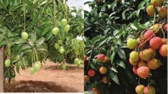 अलनीनो की गर्मी से आम और लीची पर खतरा