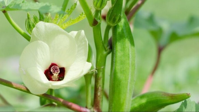 भिंडी के बीज