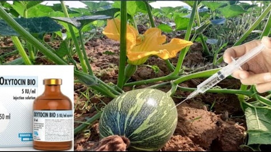 Oxytocin Injection: सब्जी और दूध का उत्पादन बढ़ाने के लिए खुलेआम हो रहा ऑक्सीटोसिन का इस्तेमाल, सेहत के लिए है खतरनाक Oxytocin Injection: सब्जी और दूध का उत्पादन बढ़ाने के लिए खुलेआम हो रहा ऑक्सीटोसिन का इस्तेमाल, सेहत के लिए है खतरनाक