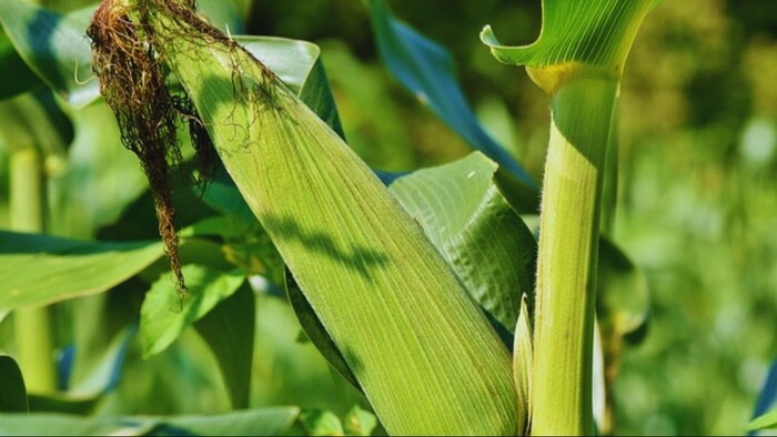 मक्के की उन्नत किस्में