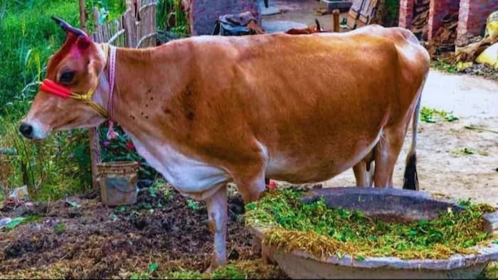 दूध का उत्पादन