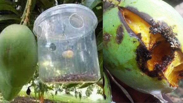 आम ज्यादा हानि पहुंचाने वाले कीट फ्रूट फ्लाई का रोकथाम