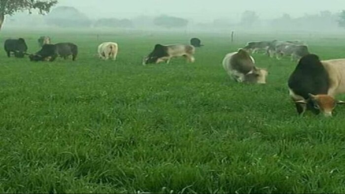 यूपी में आवारा पशु से किसान परेशान. (सांकेतिक फोटो)