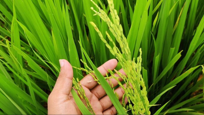 आईएमडी ने किसानों के लिए जारी की सलाह (सांकेतिक तस्वीर)