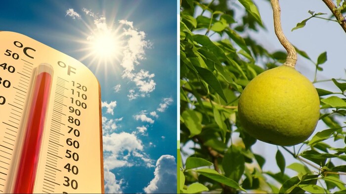 बेल का सेवन करने से व्यक्ति की शारीरिक बल में वृद्धि होती है. (Photo-Kisan Tak)