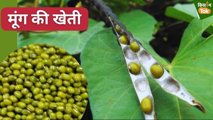 केंद्र ने किसानों से एमएसपी दरों पर मूंग दाल खरीद का वादा किया है.