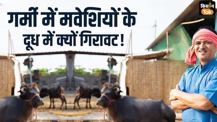 गर्मियों में किस वजह से मवेशियों के दूध में होती है गिरावट