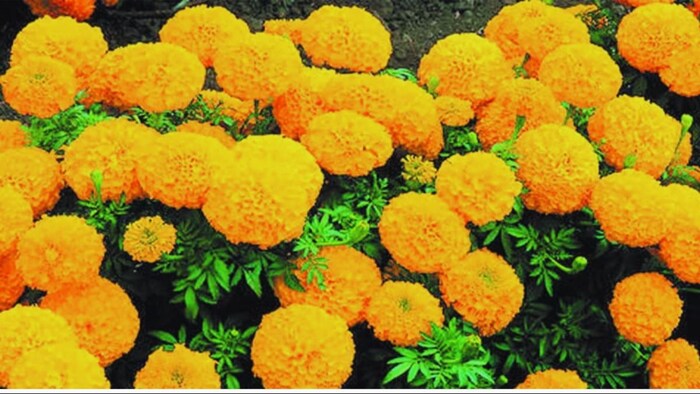 गेंदे का फूल