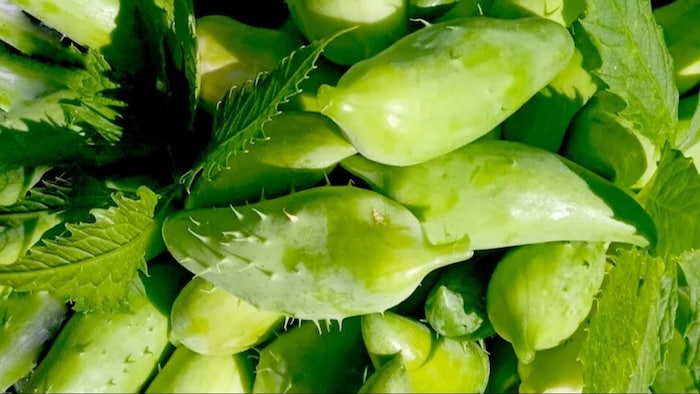 जानिए राम करेला के बारे में