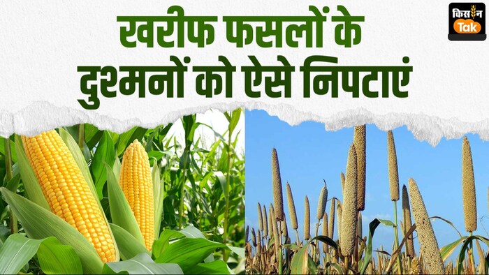 खरीफ फसलों को कीटों से बचाएं