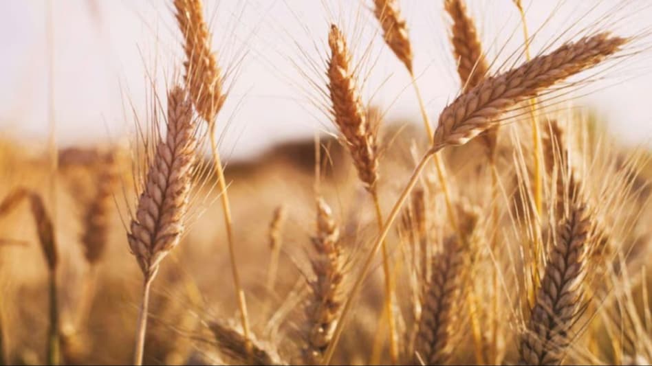 गेहूं की बायो फोर्टीफाइड किस्म के फायदे भरपूर, उपज इतनी कि भर जाएगा गोदाम गेहूं की बायो फोर्टीफाइड किस्म के फायदे भरपूर, उपज इतनी कि भर जाएगा गोदाम