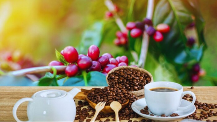 कॉफी के भाव में इजाफा