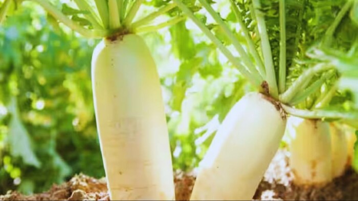 काशी हंस वैरायटी के बीज