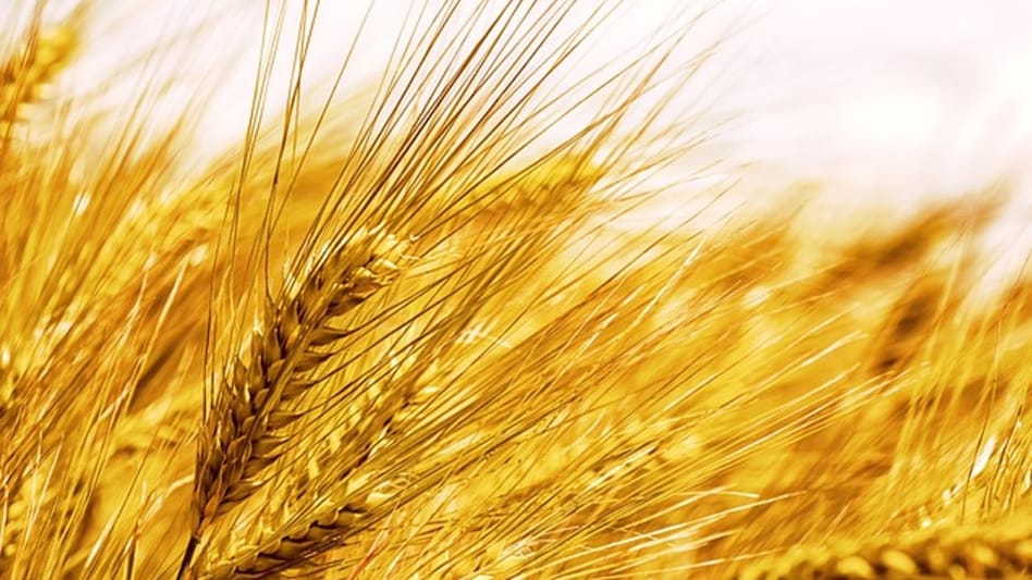 किसानों को मालामाल बना रही है छिलका रहित जौ की ये प्रजाति, उत्पादन देने में भी अव्वल किसानों को मालामाल बना रही है छिलका रहित जौ की ये प्रजाति, उत्पादन देने में भी अव्वल