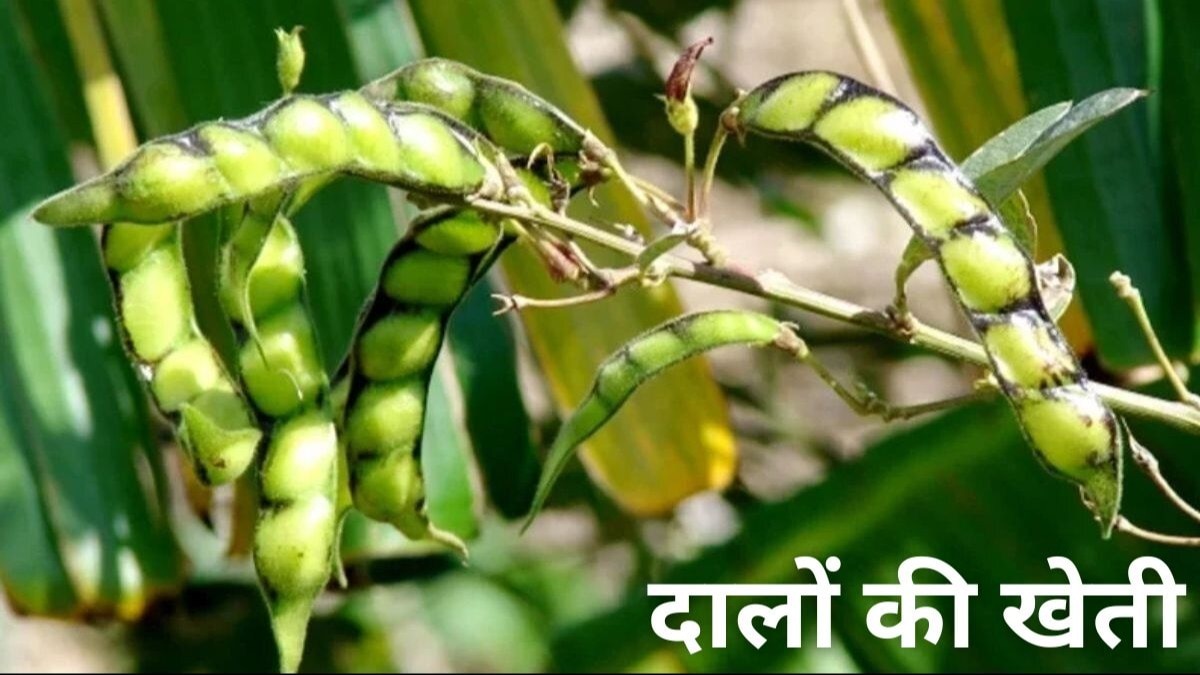 अरहर फसल की कीटों से सुरक्षा बहुत जरूरी है.